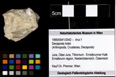 Foto (Objekt + Etiketten) von Decapoda indet. 